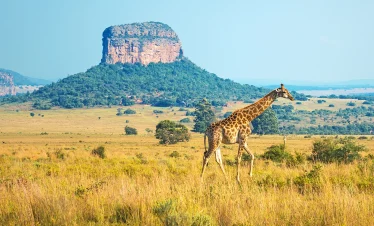 Kruger National Park – The Ultimate Safari Adventure