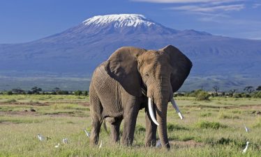 Amboseli National Park – Elephants & Mt. Kilimanjaro Views