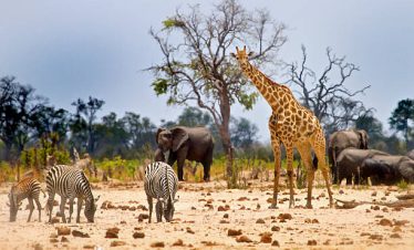 Maasai Mara – The Ultimate Safari Experience